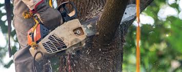 How Our Tree Care Process Works  in  King Cove, AK