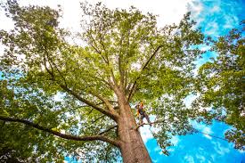 Best Tree Trimming and Pruning  in King Cove, AK