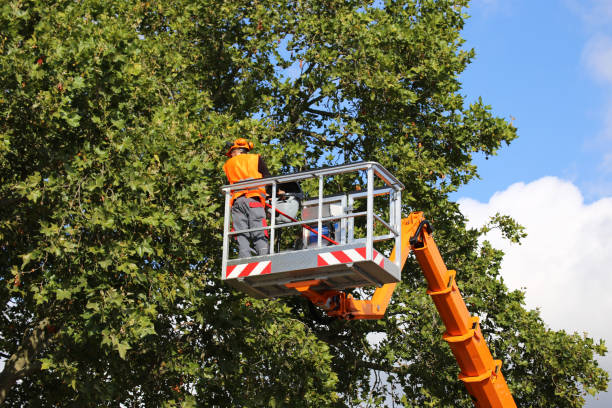 King Cove, AK Tree Services Company