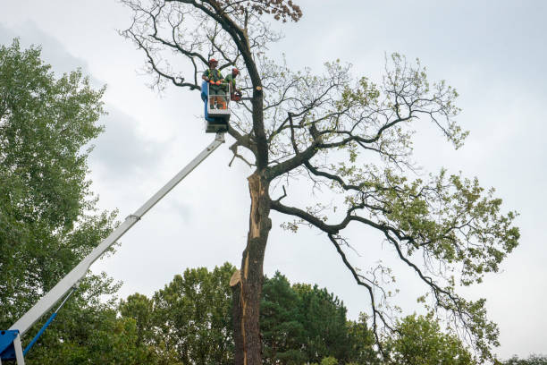 Best Commercial Tree Services  in King Cove, AK