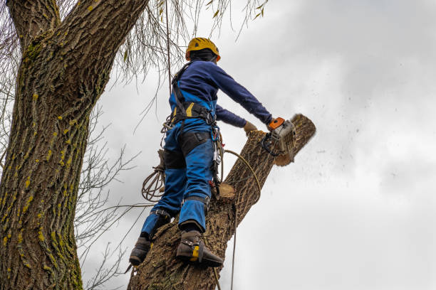 Mulching Services in King Cove, AK