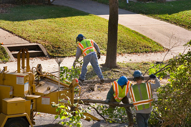 Best Pest Control for Lawns  in King Cove, AK
