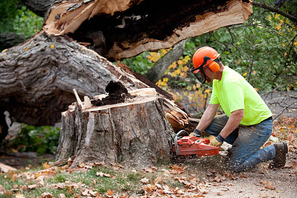 Best Firewood Processing and Delivery  in King Cove, AK